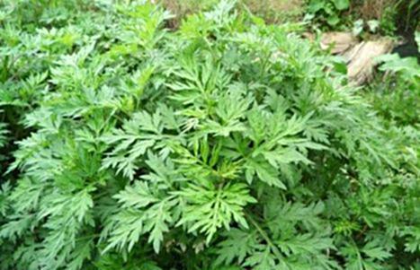 不是野草 不是野草